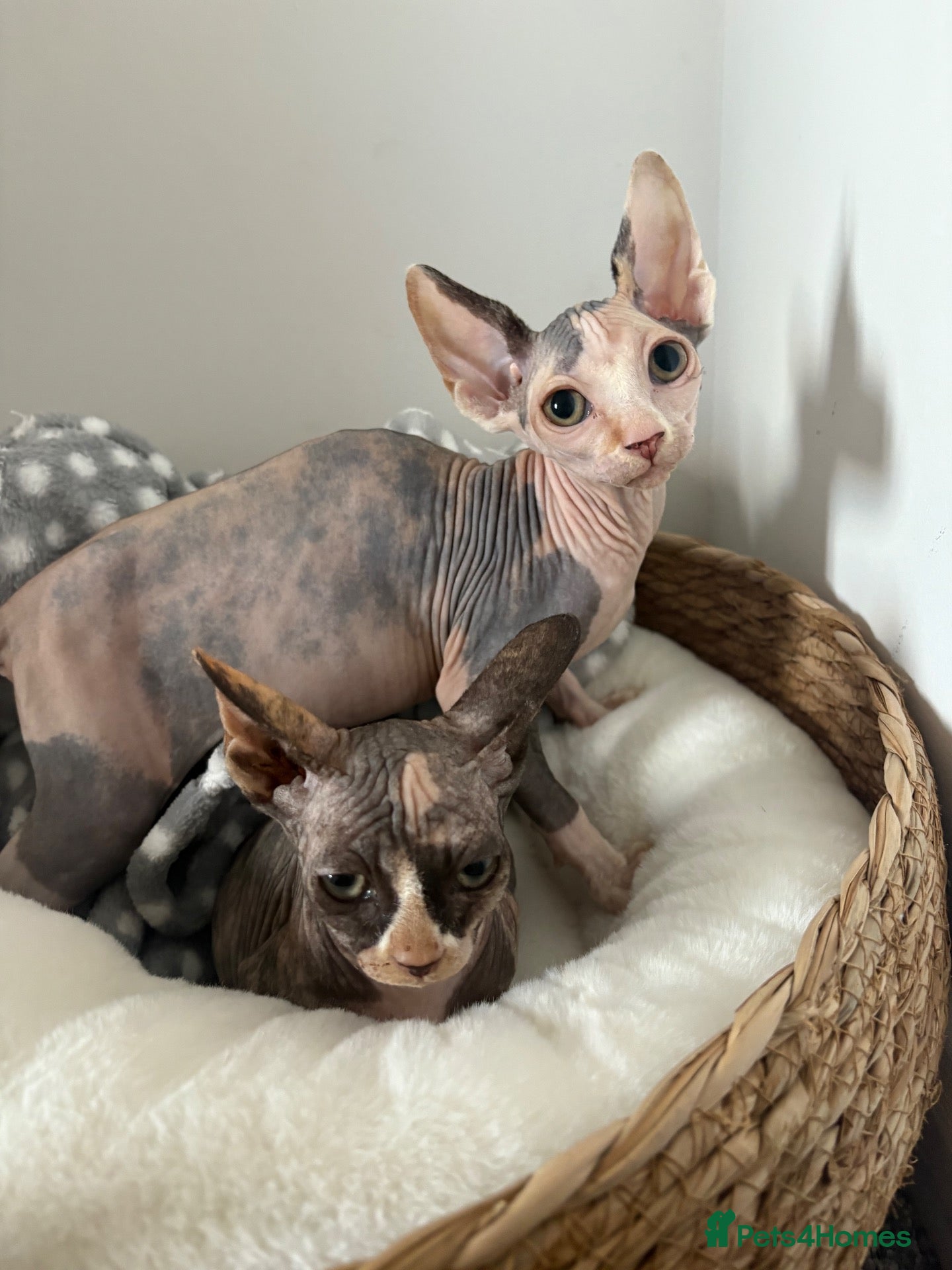 Sphynx cats darla and doris - Advert 5