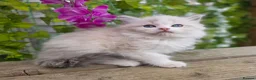 Ragdoll cats for sale: 💓please read🩵🏆European Champion lines 💫Tica - Advert 10