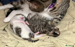 Mixed Breed cats for sale: 2 beautiful male kittens ready to go! - Image 16