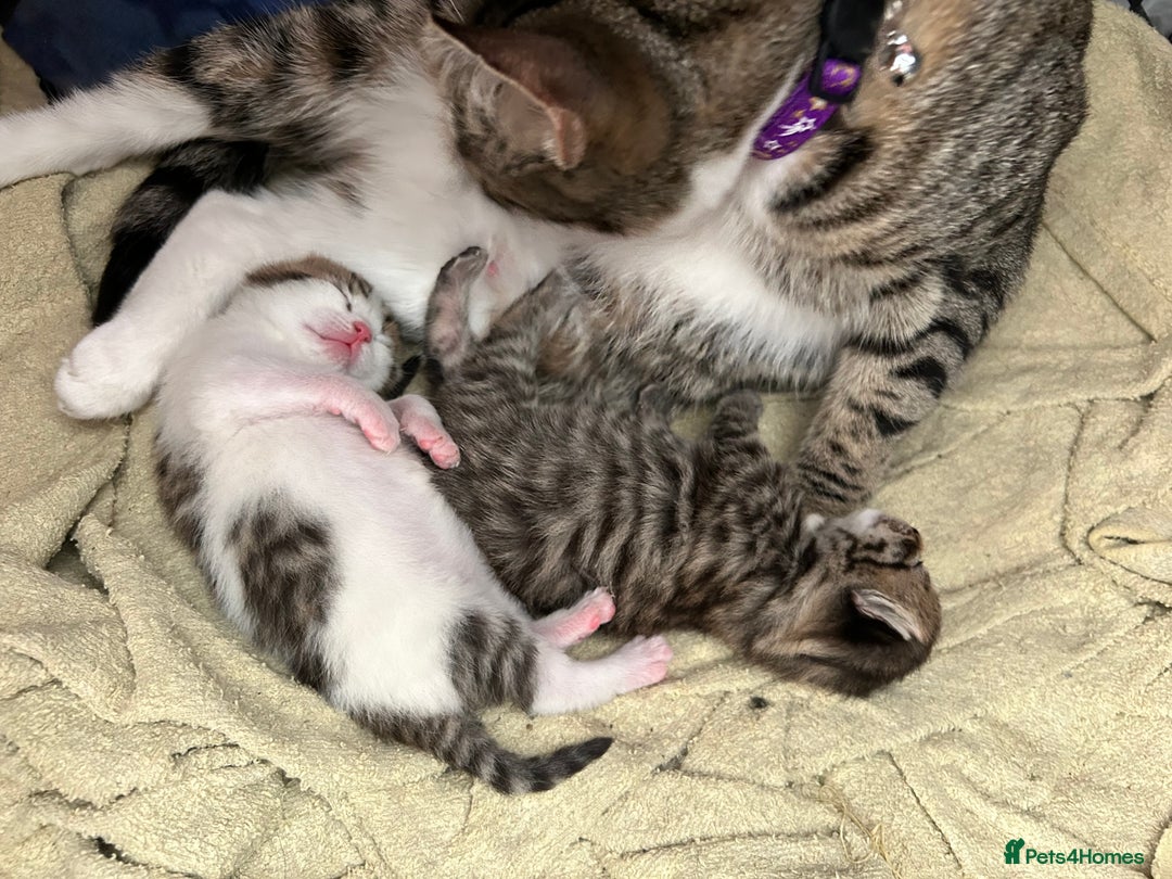 Mixed Breed cats for sale: 2 beautiful male kittens ready to go! - Image 16