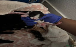 Domestic Shorthair cats for sale: Beautiful Newborn Ready for Homes in 8 Weeks 🐾 - Image 2