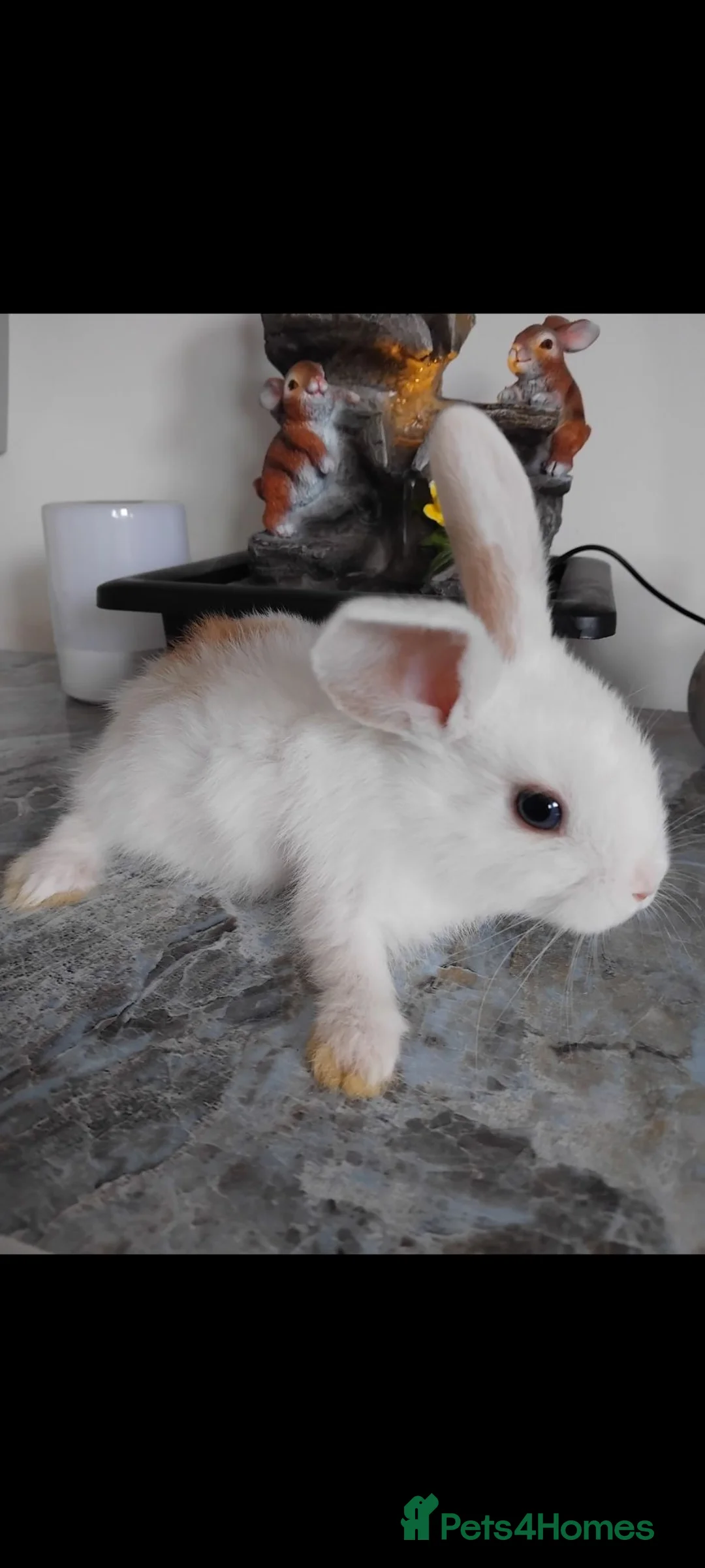 Dwarf Lop rabbits for sale: Baby lops - Advert 2