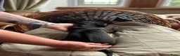 Mixed Breed dogs for sale: Rhodesian Ridgeback X Canaan Dog Puppies  - Advert 15