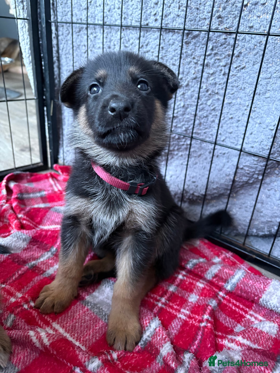 Mixed Breed dogs for sale: Belgian malinois x German Shepherd puppies  - Advert 18