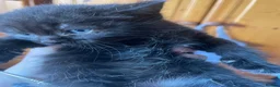 Domestic Shorthair cats for sale: 4 beautiful male kittens.  - Advert 2