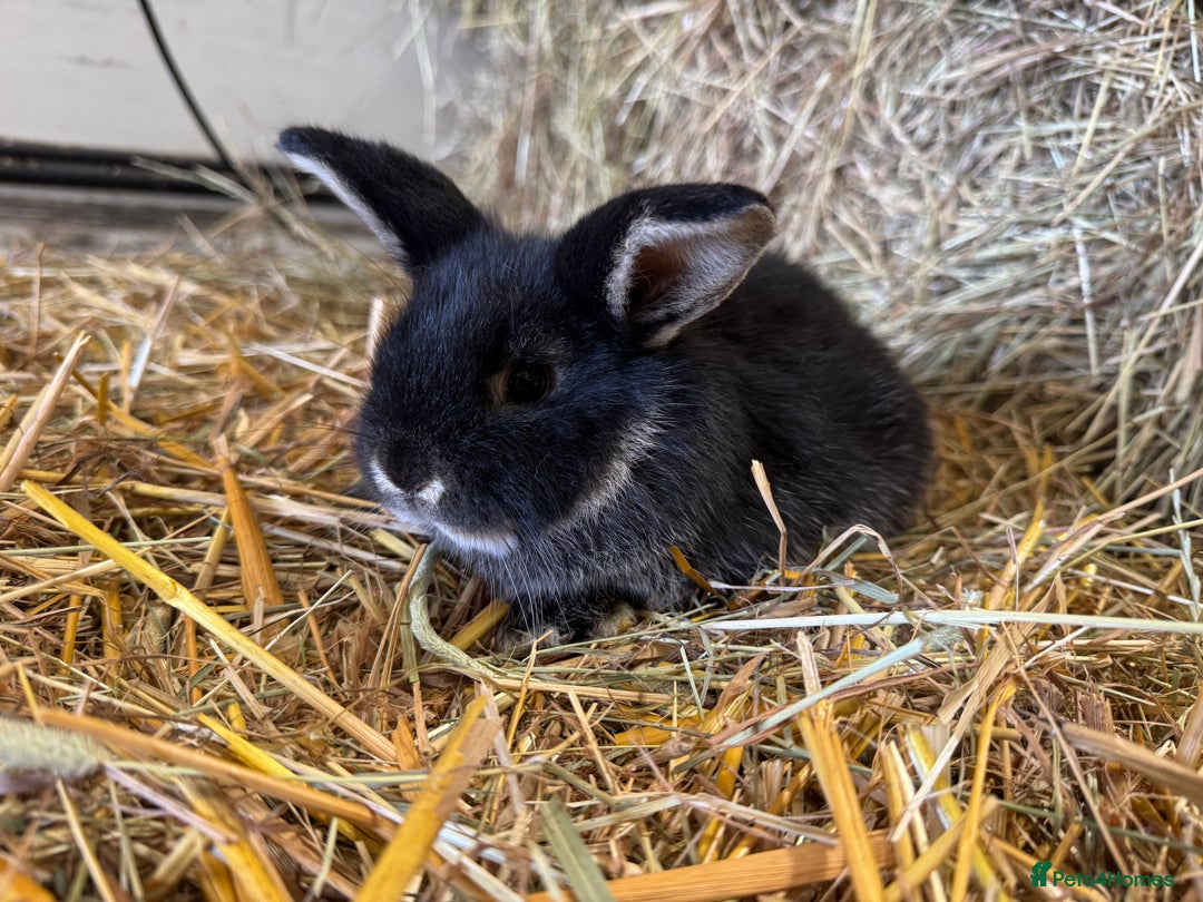 French Lop rabbits for sale: Beautiful Miniature Lop Does - Advert 15