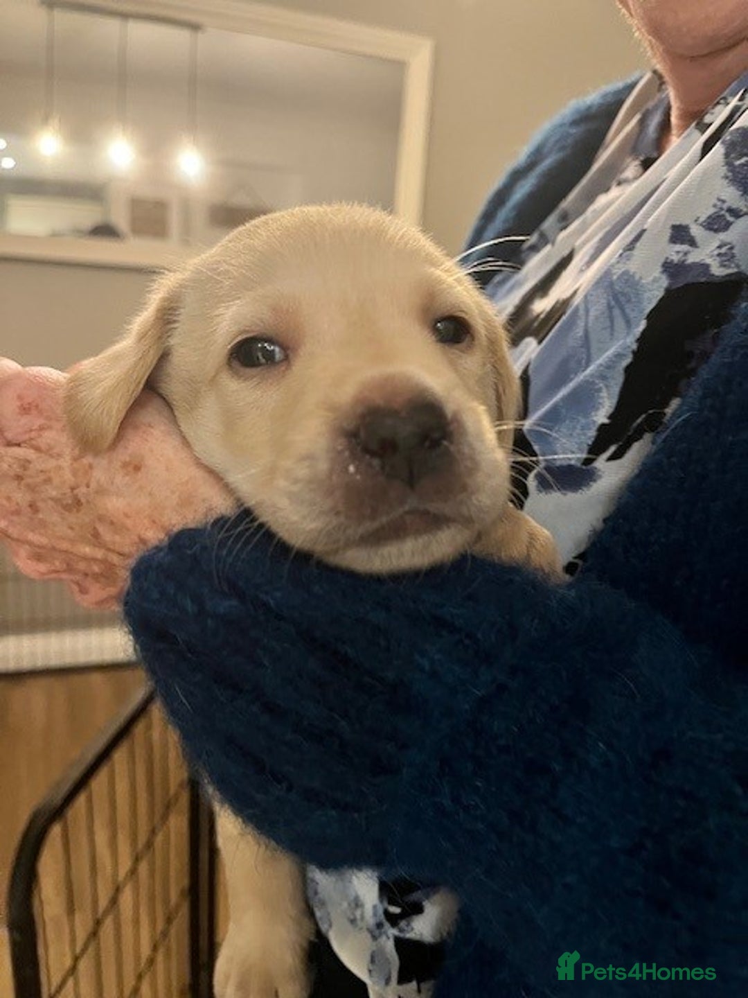 Labrador Retriever dogs for sale: Labrador Retriever Puppies for sale  - Advert 30