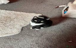 British Shorthair cats for sale: Charlie - Image 1