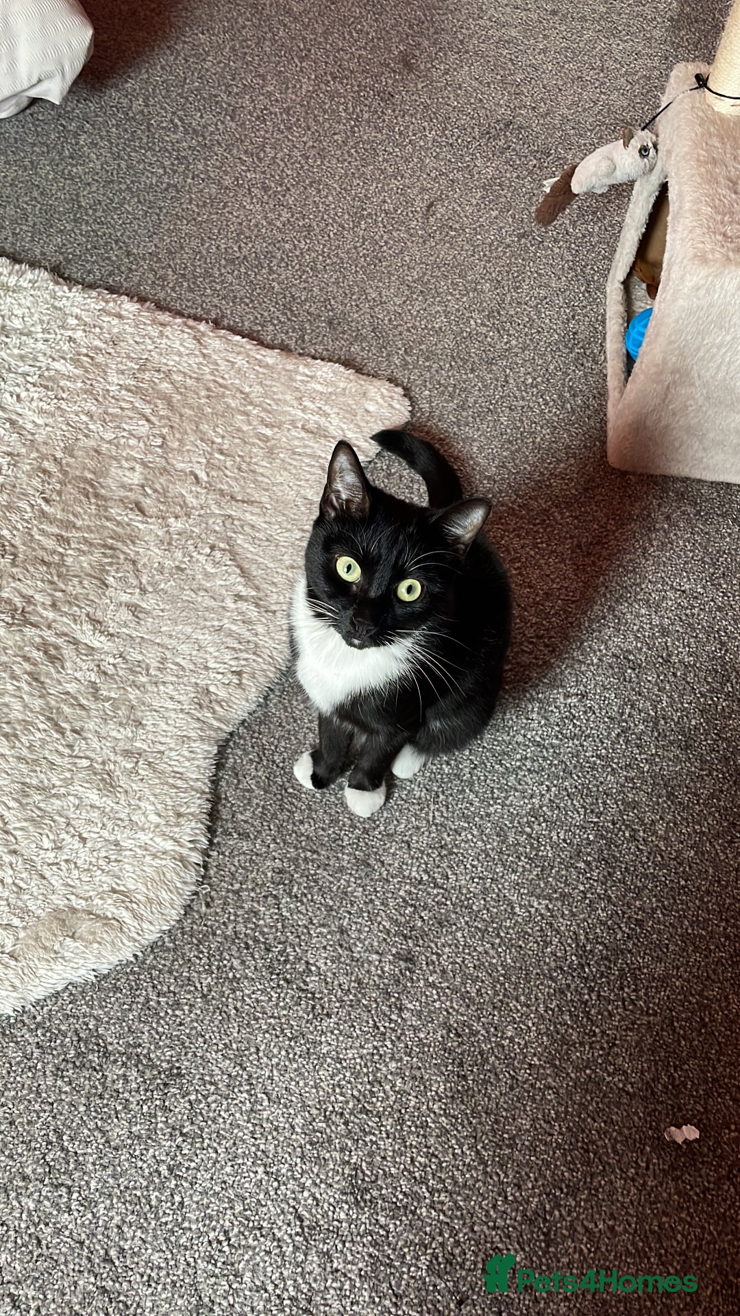 British Shorthair cats for sale: Charlie - Image 1