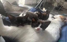 Mixed Breed cats for sale: Kitties for homes - Image 3