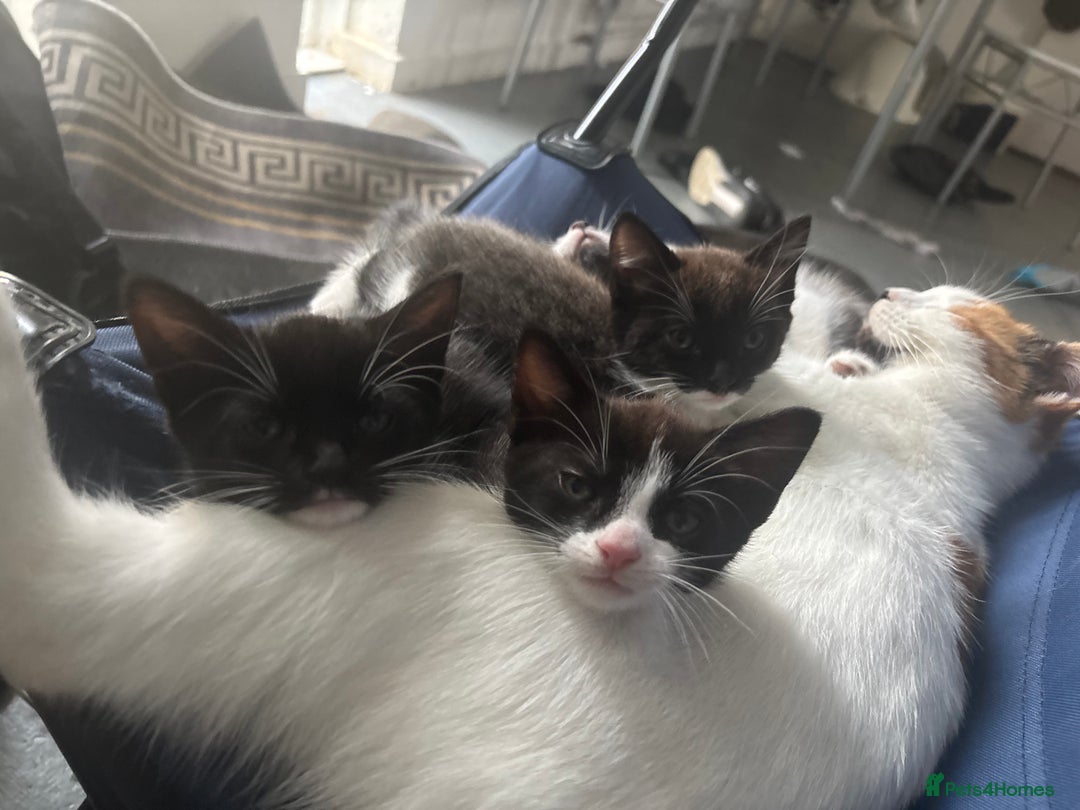 Mixed Breed cats for sale: Kitties for homes - Image 3