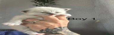 Ragdoll 1