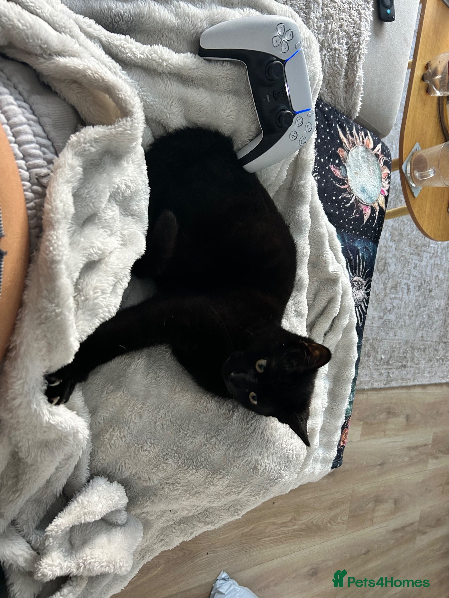 Mixed Breed cats Sweet girl, black cat for sale - Advert 1