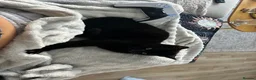 Mixed Breed cats for sale: Sweet girl, black cat for sale - Advert 1