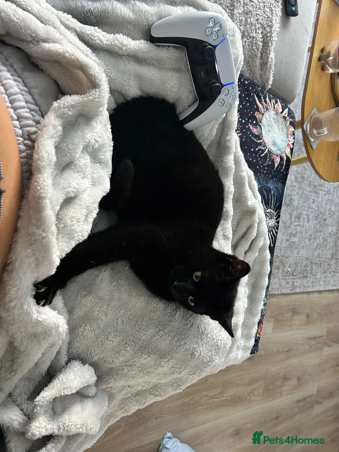 Mixed Breed cats for sale: Sweet girl, black cat for sale - Advert 1