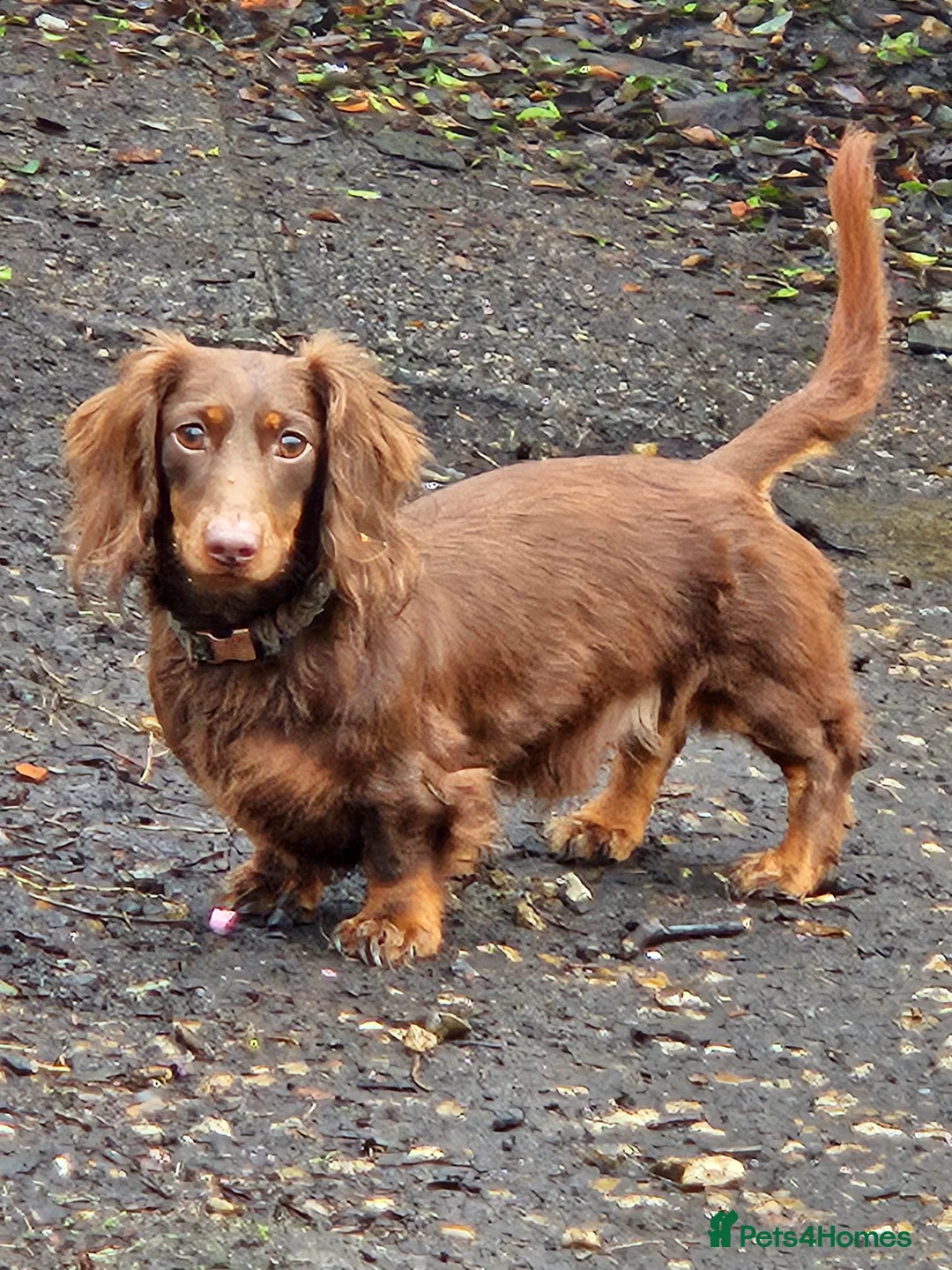 Miniature Dachshund dogs for sale: 5 Georgeous miniature dachsunds - Advert 5