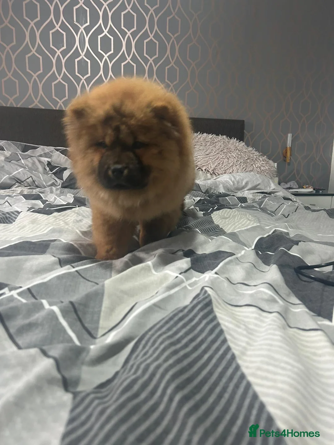 Chow Chow dogs for sale: Adorable mini chow chow pups  - Advert 6