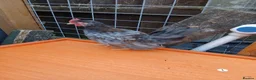 Chickens poultry for sale: 7 Serama cockrells  - Advert 5
