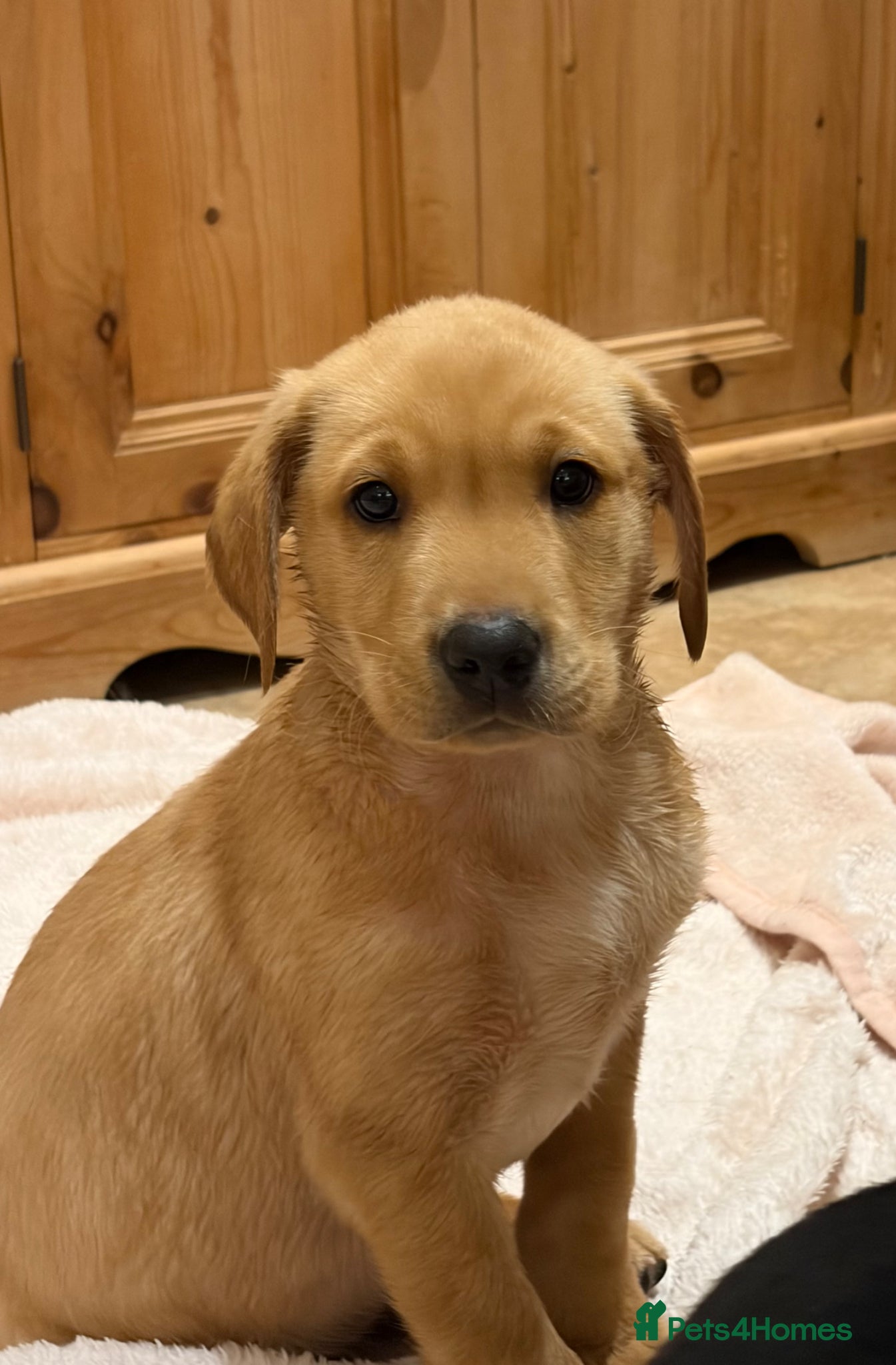 Labrador Retriever dogs KC Reg -Exceptional Labrador puppies  - Advert 3