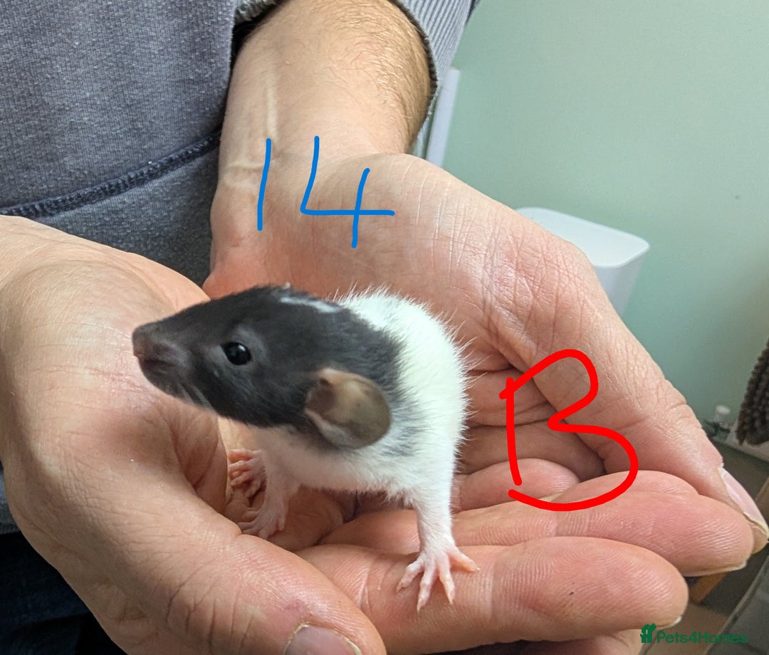 Rat rodents for sale: Dumbo baby Rats - Gorgeous colours  - Advert 12