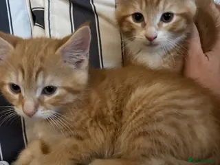 Mixed Breed cats Beautiful Tortoiseshell & ginger kittens - Advert 13