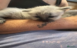 Maine Coon cats for sale: 4 Main Coon cross Ragdoll - Image 12