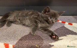 Mixed Breed cats for sale: 5 beautiful kittens looking for their forever home - Image 20