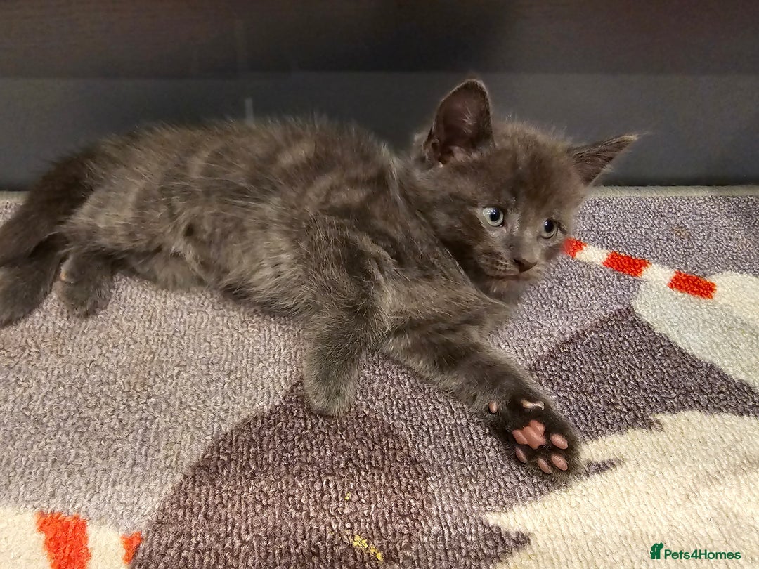 Mixed Breed cats for sale: 5 beautiful kittens looking for their forever home - Image 20