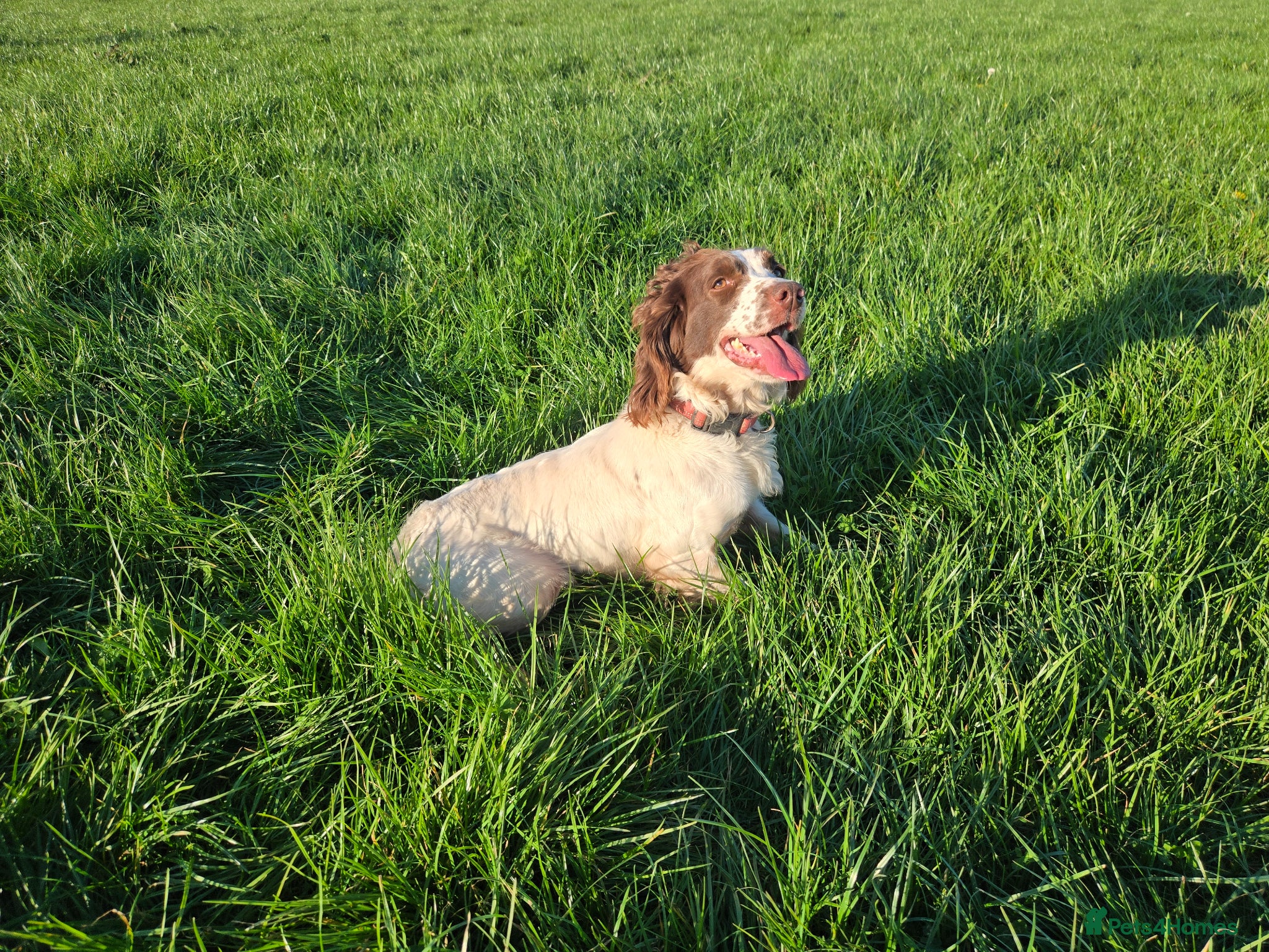 English Springer Spaniel dogs Springer Spaniel Breeding bitch - Advert 1