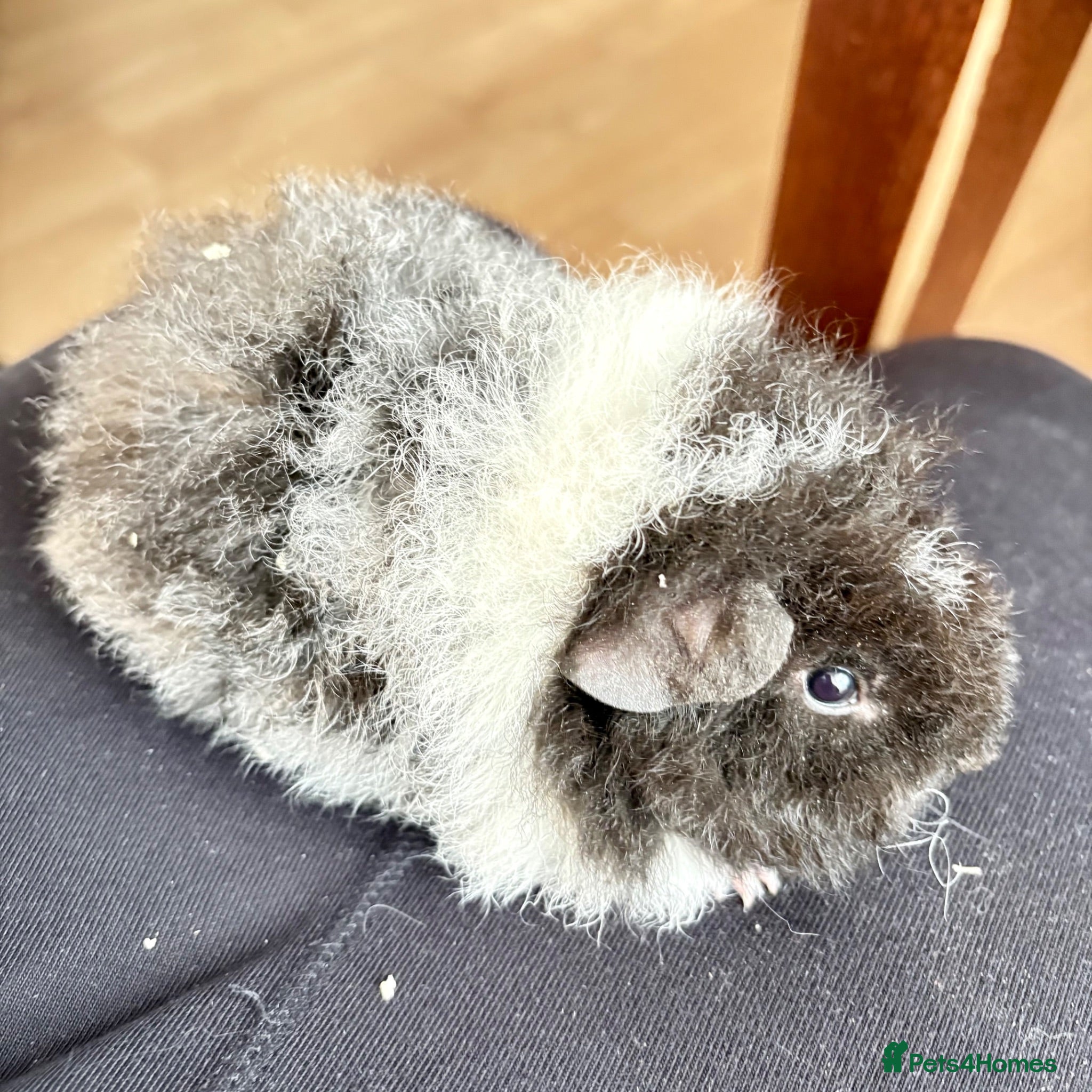 Guinea Pig rodents Alpaca x Rex boy - Advert 1