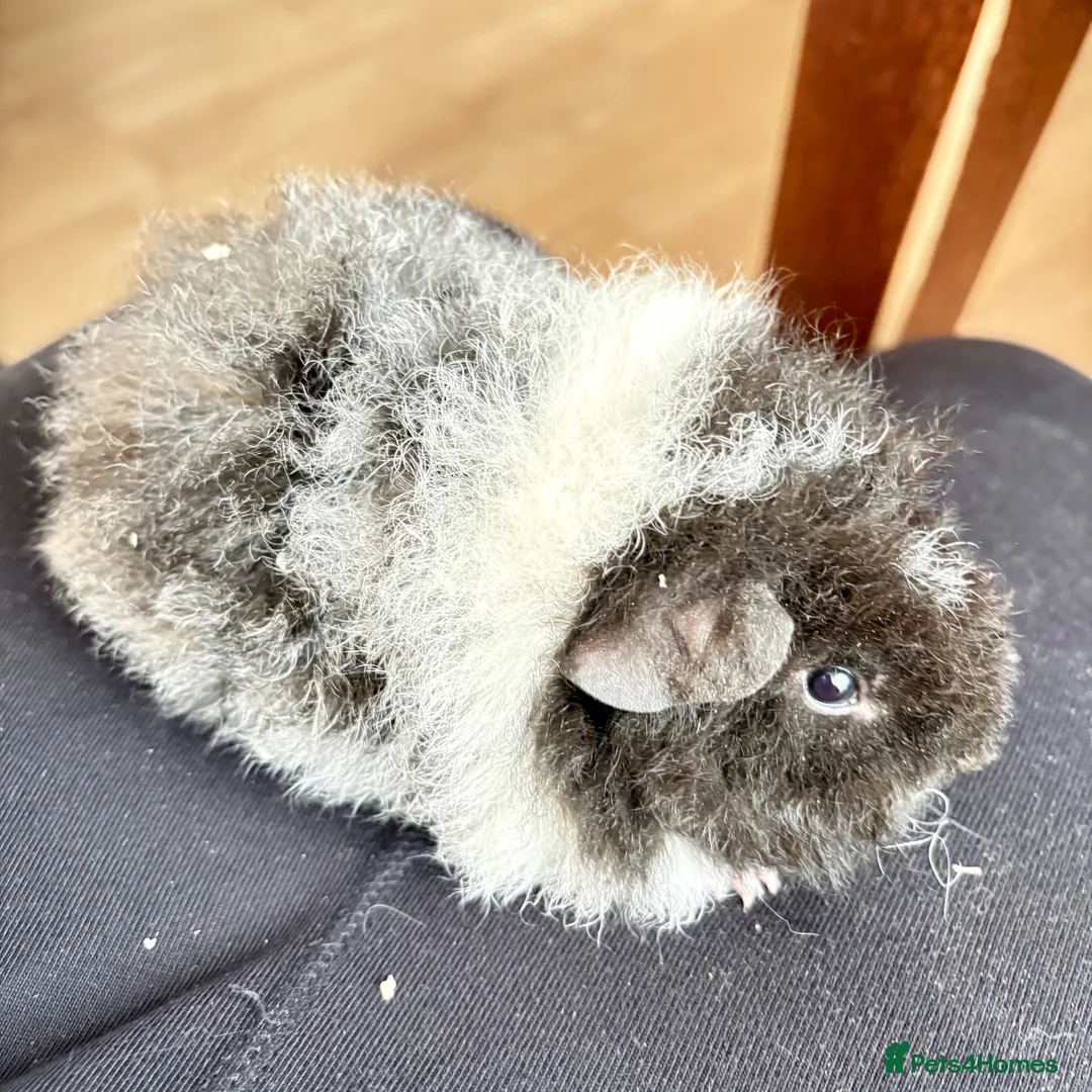 Guinea Pig rodents for sale: Alpaca x Rex boy - Advert 1