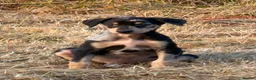 Lurcher dogs for sale: Stunning Lurchers  - Advert 8