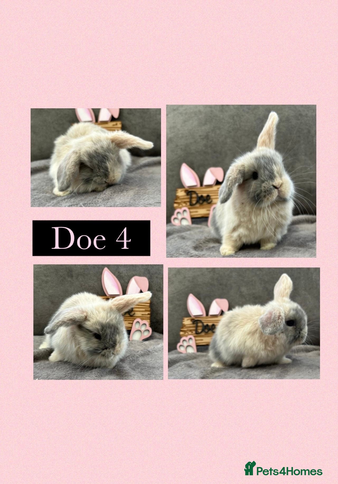 Mini Lop rabbits Pure Bred Mini Lops - Advert 16