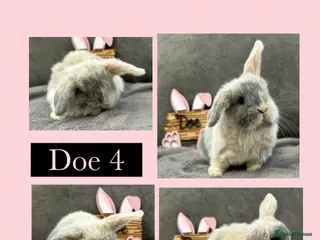 Mini Lop rabbits BABY MINI LOP GRIL AND BOY LEFT - Advert 1