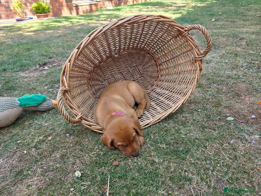 Labrador Retriever dogs for sale: KC Registered Fox Red Labrador Puppies - Image 22