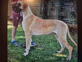 Great Dane dogs for sale - Advert 2