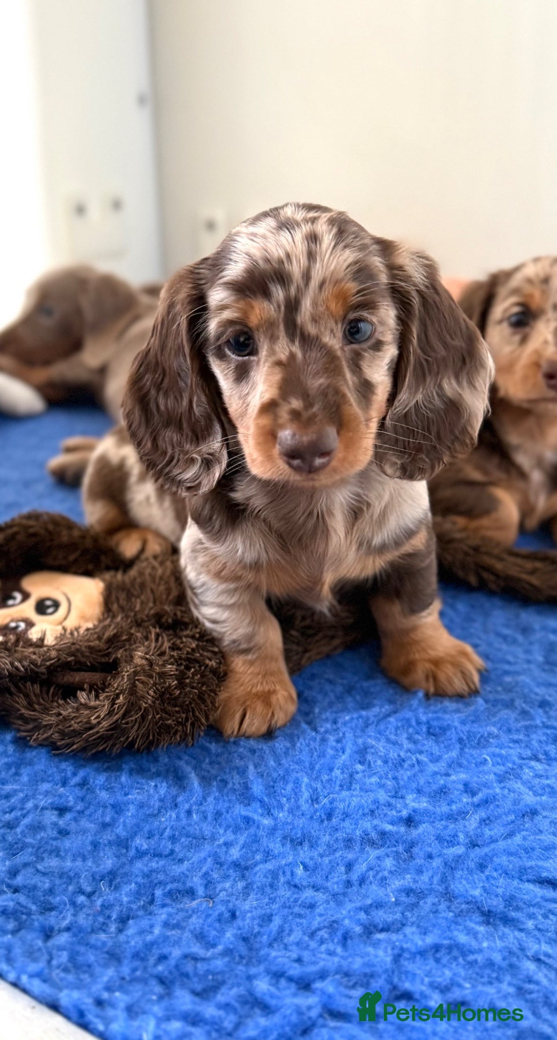 Miniature Dachshund dogs Quality miniature long hair & smooth hair puppy's - Advert 1