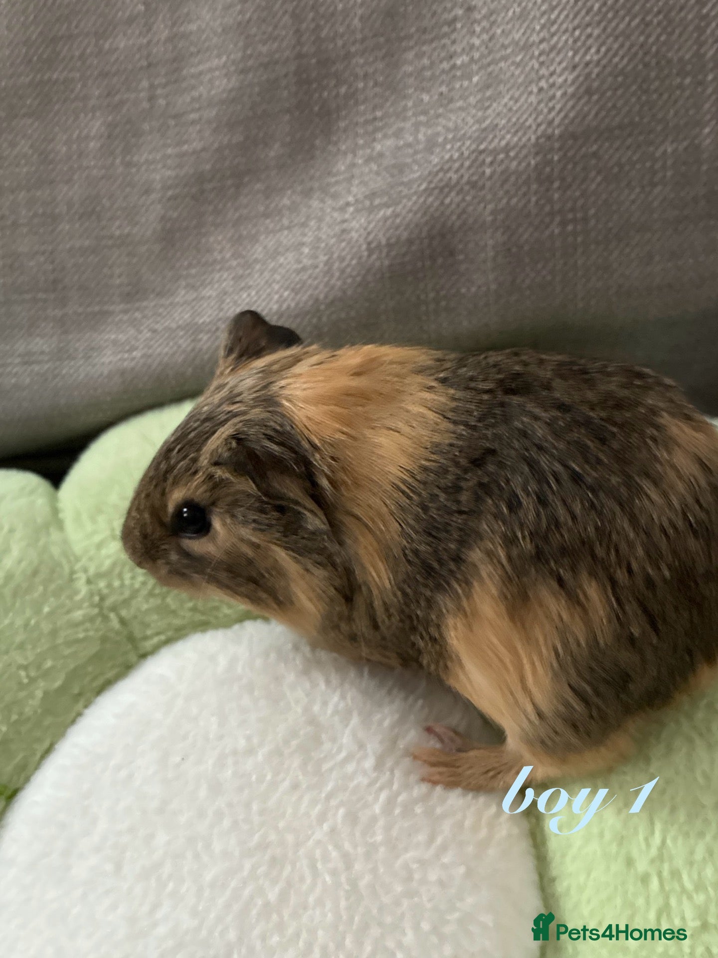 Guinea Pig rodents for sale: Baby boy guinea pigs for sale - Advert 2