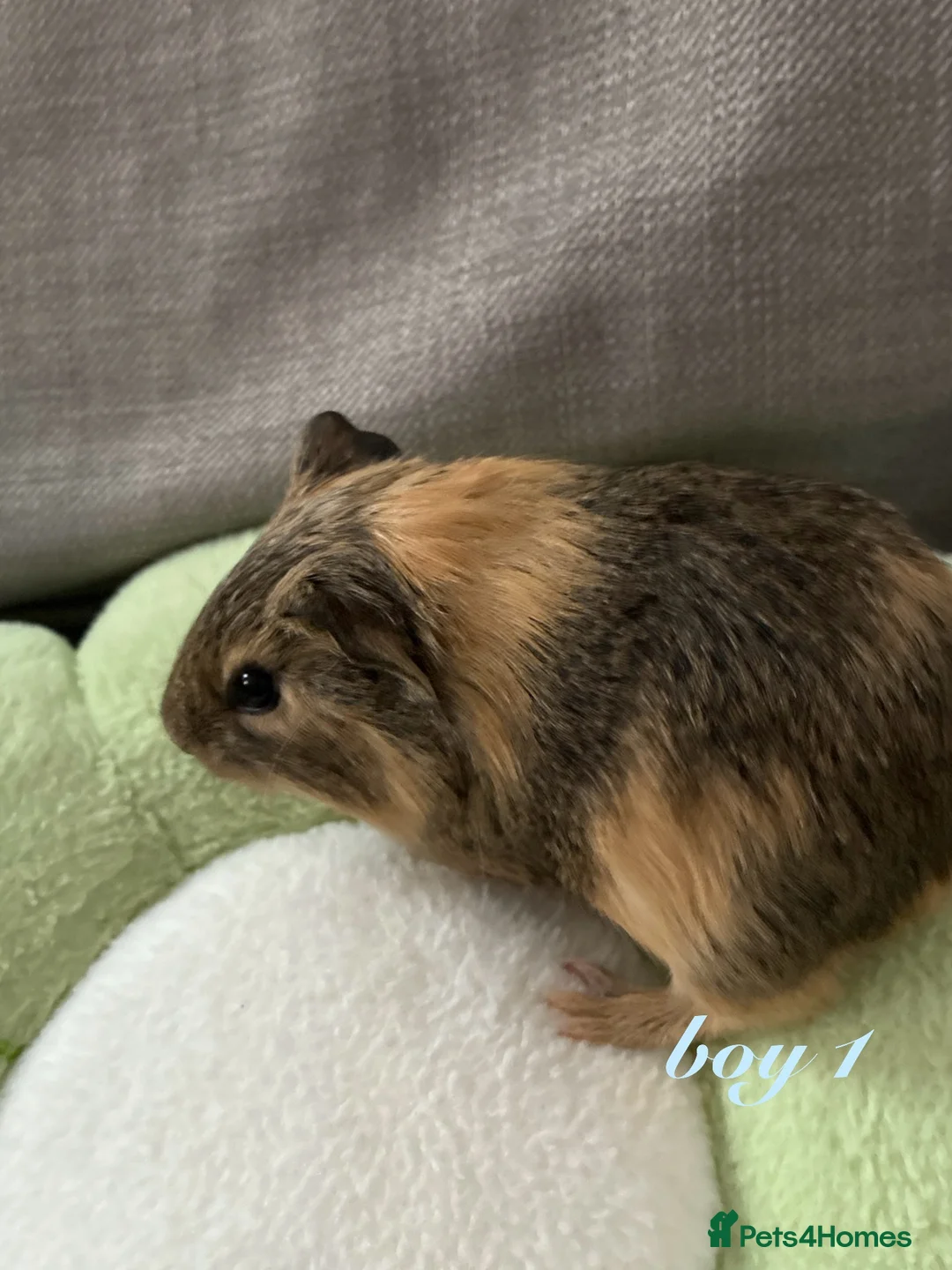 Guinea Pig rodents for sale: Baby boy guinea pigs for sale - Advert 2