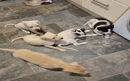 Lurcher dogs for sale: 5 lurcher pups looking for forever homes - Image 3