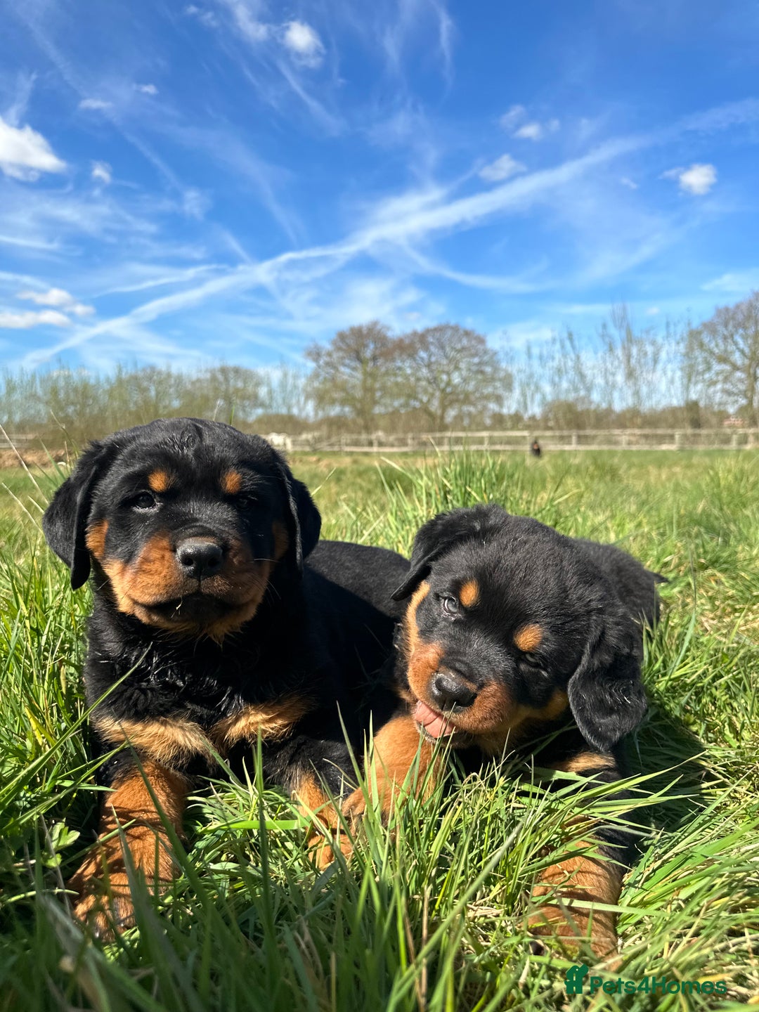 Rottweiler dogs for sale: Stunning chunky Rottweiler puppies - Image 1