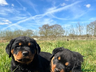 Rottweiler dogs for sale - Advert 2