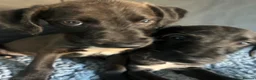 Mixed Breed dogs for sale: BEDDY  WHIPPET PUPS - Advert 3