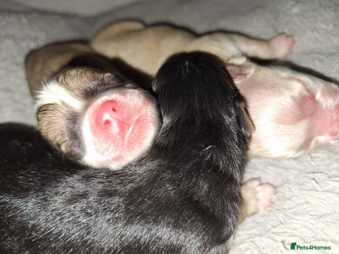 Pomeranian dogs for sale: Little cuties - Advert 22