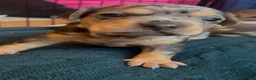 Mixed Breed dogs for sale: Dachshund hybrid puppies 🩷🩵 LAST ONE AVAILABLE  - Advert 21