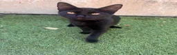 Mixed Breed cats for sale: 2 lovely female kittens  in Nottingham - Advert 2