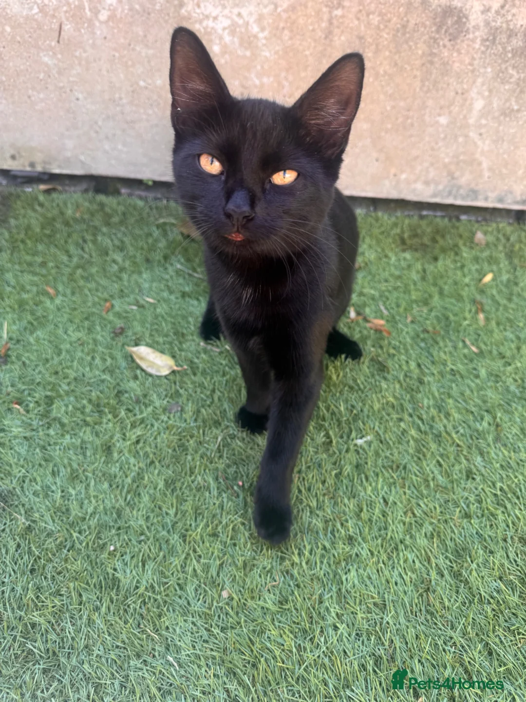 Mixed Breed cats for sale: 2 lovely female kittens  in Nottingham - Advert 2