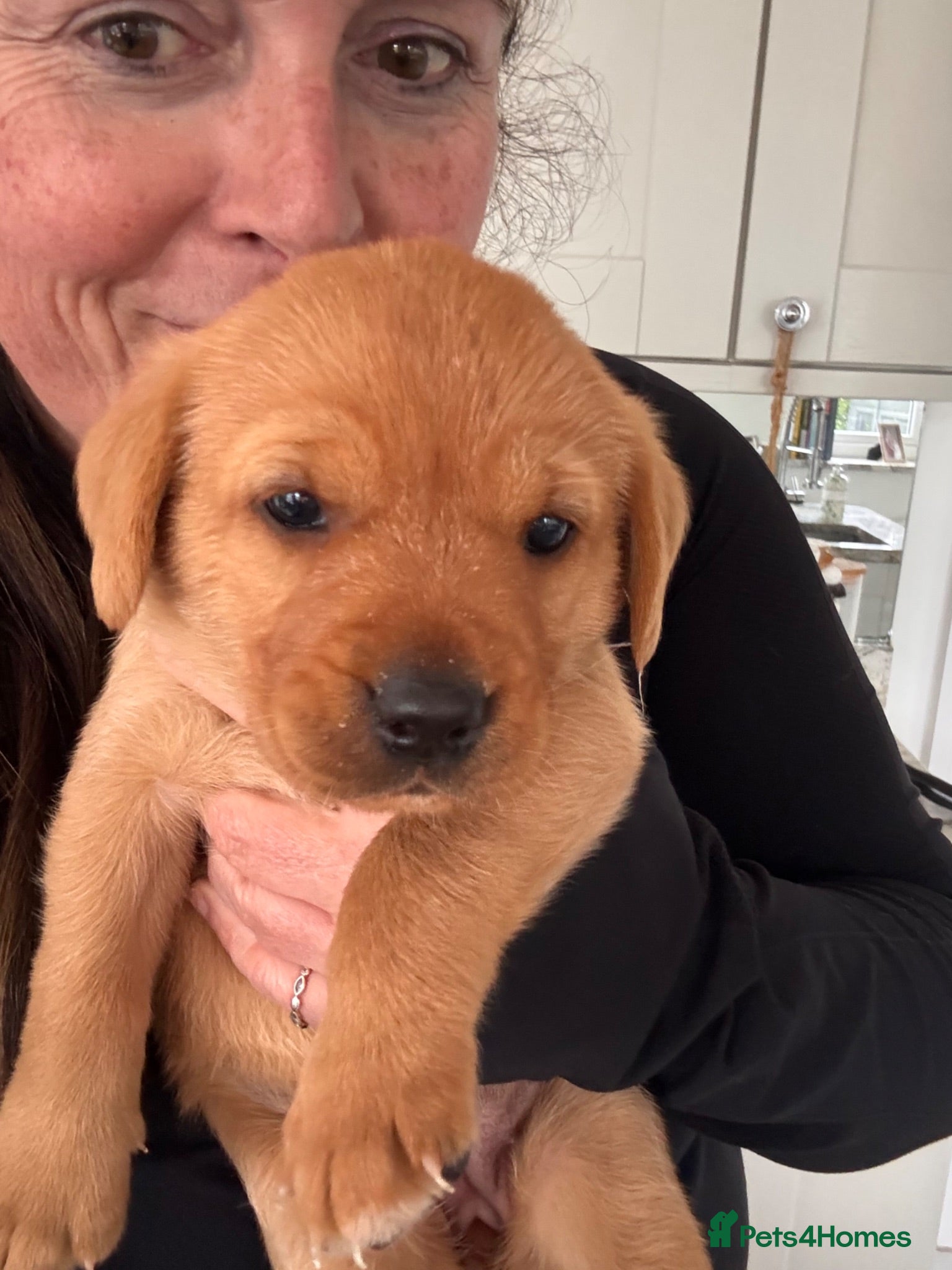 Labrador Retriever dogs Red Fox Labrador Retriever Puppies  - Advert 2