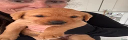 Labrador Retriever dogs for sale: Red Fox Labrador Retriever Puppies  - Advert 2