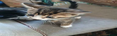 Mixed Breed Kitten 2